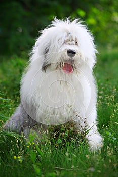 English old sheepdog photo