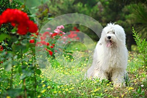 English old sheepdog photo