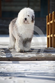 English old sheepdog