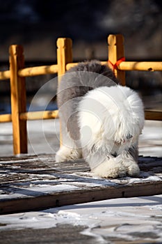 English old sheepdog photo