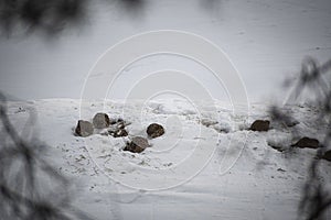 English partridge birds looking for food