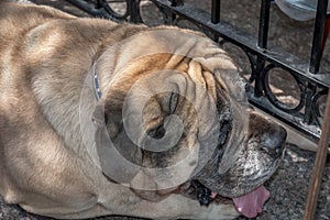 English pitiful bulldog closeup