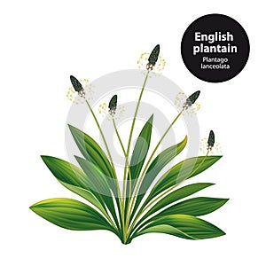 English plantain. Plantago lanceolata.