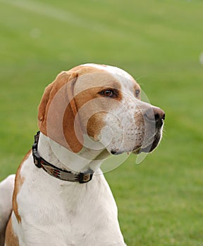 English Pointer