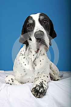 English Pointer