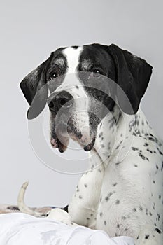 English Pointer