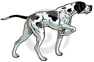 English pointer