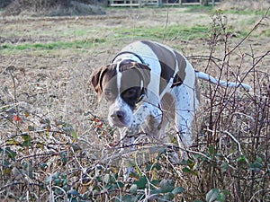 English Pointer