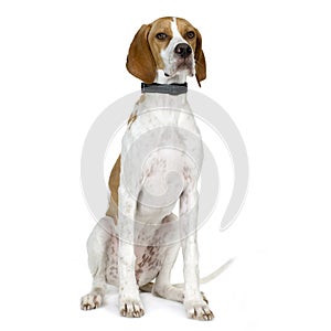 English Pointer (5 months) photo