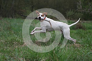 English Pointer