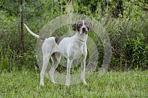 English Pointer bird dog