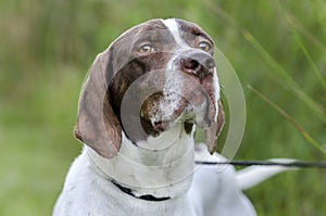 English Pointer bird dog