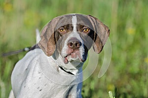 English Pointer bird dog