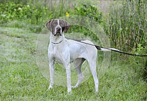 English Pointer bird dog