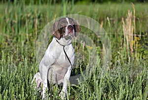 English Pointer bird dog