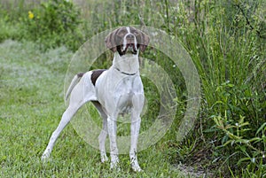 English Pointer bird dog