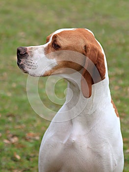 English Pointer dog