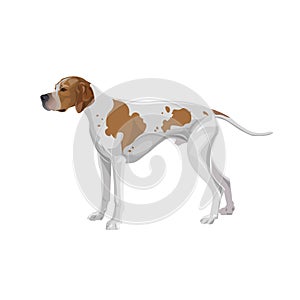 English pointer dog