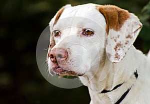 English Pointer dog