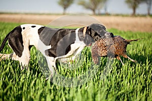 English pointer dog with pray