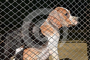 English pointer dog puppy and pitbull puppy inside a fence. Cute puppies.