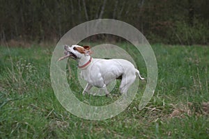 English Pointer dog with stick