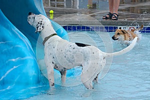 English pointer dog in swimming pool