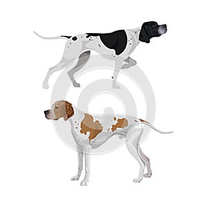 English pointer dogs