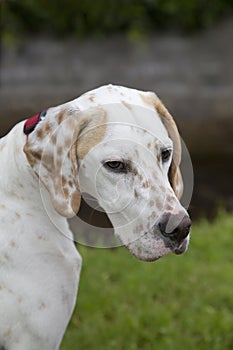 English Pointer gundog sitting