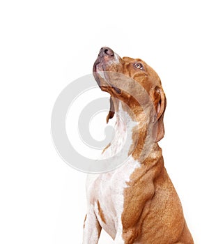 English Pointer (hunter dog)