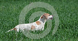 English pointer hunting