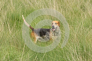 English Pointer Hunting dog in the field