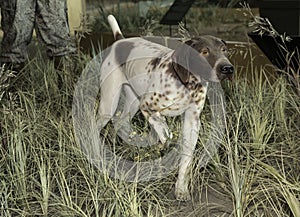 English Pointer