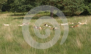 English Pointer hunting dogs in full action