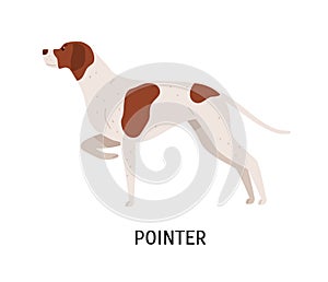 English Pointer. Lovely cute dog or gundog with short-haired coat isolated on white background. Adorable purebred