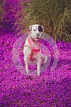 English pointer mix phenotype dog