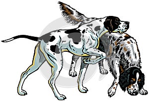 English pointer and setter