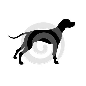 English pointer silhouette