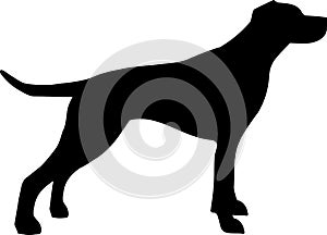 English Pointer silhouette black