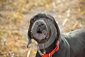 English pointer sits on the grass, animals world.