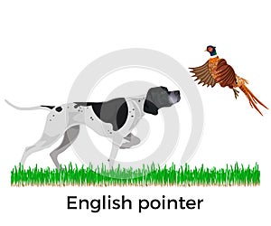 English pointer vector