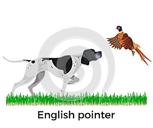 English pointer vector photo