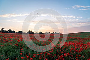 English poppy field full bright red poppies and flowers beautiful sunset landscape sky birds evening clouds dawn sunrise purple