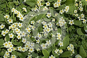 English Primroses Primula vulgaris for use as a background poster