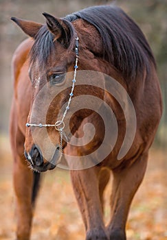 English purebred horse.