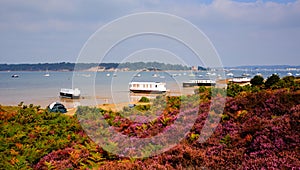 English Purple heather with view to Brownsea Island Poole Harbour Dorset England UK