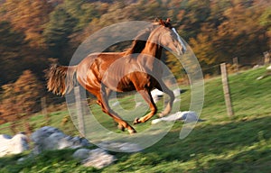 Inglese da corsa un cavallo 