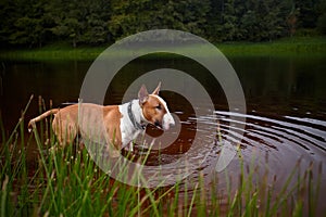 English red bull terrier in the lake