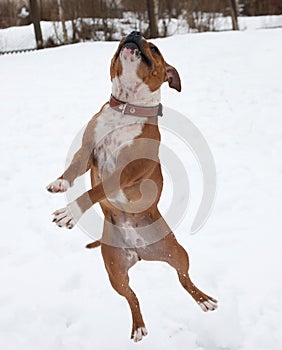English red and white Stafford jumping in snow