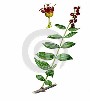English redoul (Coriria myrtifolia) photo